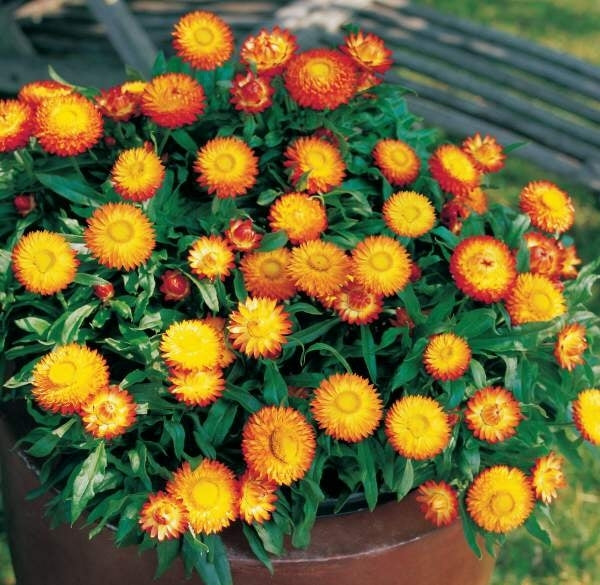 Paper Daisy Mohave Orange (Bracteantha)