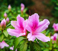 Azalea indica Exquisite