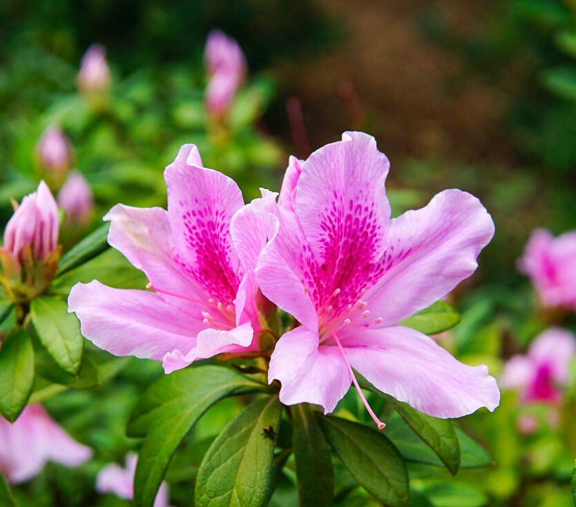 Azalea indica Exquisite - Ladybird Nursery