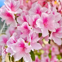 Azalea indica Exquisite - Ladybird Nursery