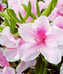 Azalea indica Exquisite - Ladybird Nursery