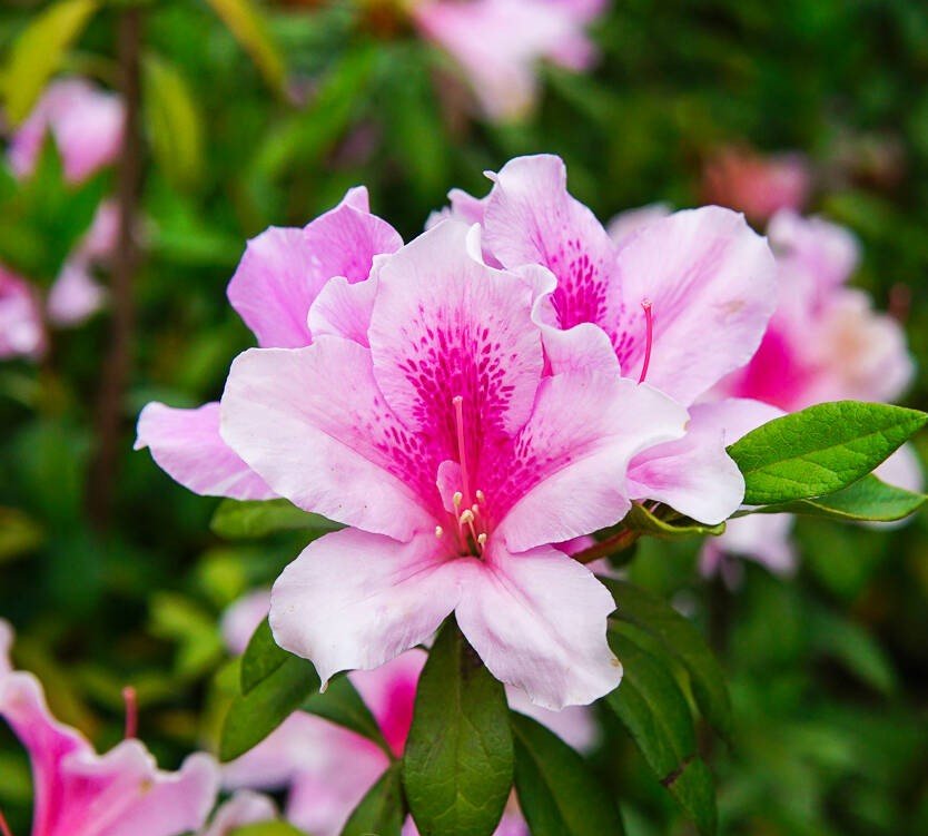 Azalea indica Exquisite - Ladybird Nursery