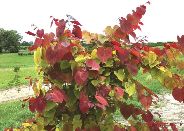 Eastern Redbud Flame (Cercis canadensis)