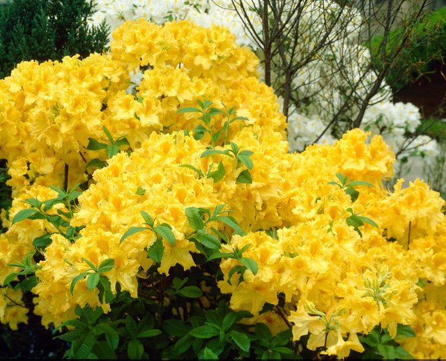 Azalea mollis Yamina Goldie - Ladybird Nursery