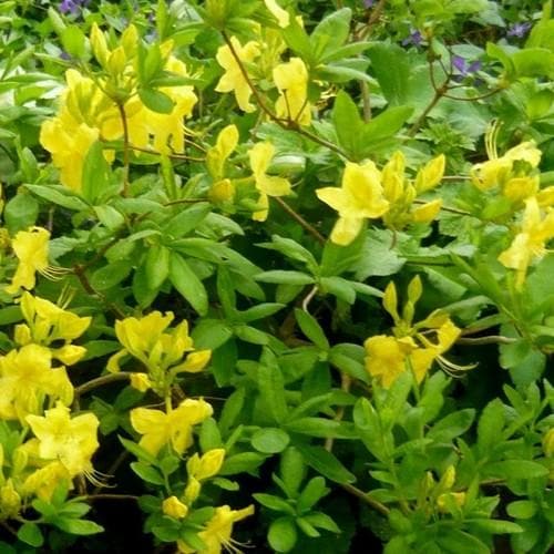 Azalea mollis Yamina Goldie - Ladybird Nursery