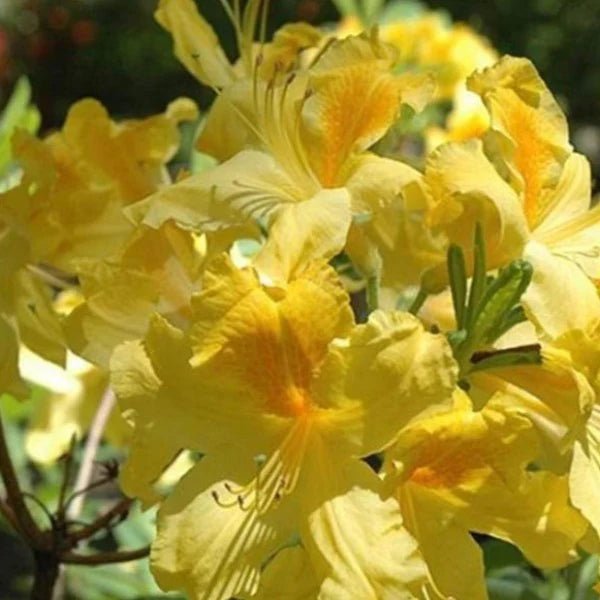 Azalea mollis Yamina Goldie - Ladybird Nursery