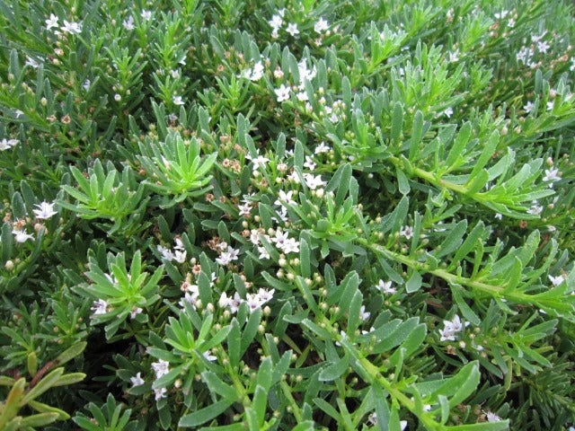 Creeping Boobialla YAREENA™ (Myoporum parvifolium)