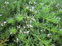 Creeping Boobialla YAREENA™ (Myoporum parvifolium) - Ladybird Nursery