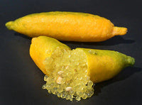 Gold Finger Lime Grafted Tree (QLD Only)
