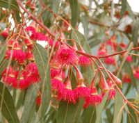 Eucalyptus Euky Dwarf (Eucalyptus leucoxylon)