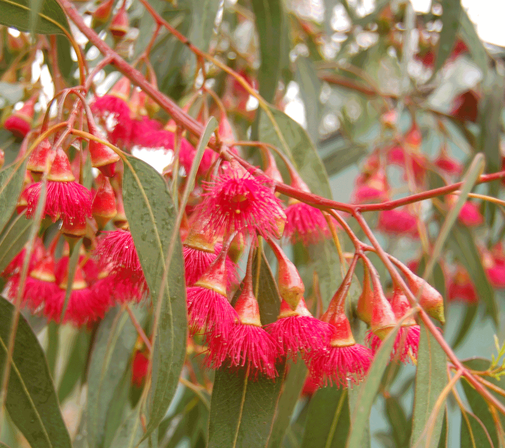 Eucalyptus Euky Dwarf (Eucalyptus leucoxylon) - Ladybird Nursery