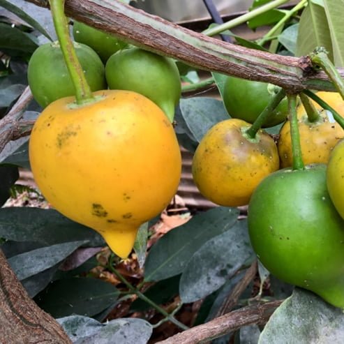 Yellow Mangosteen advanced - Ladybird Nursery
