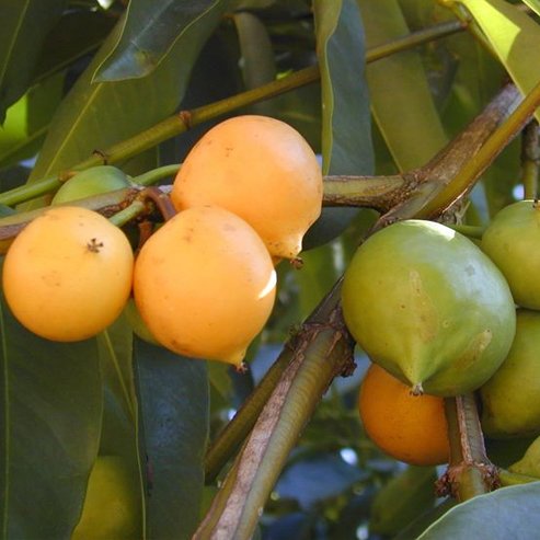 Yellow Mangosteen advanced - Ladybird Nursery