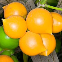 Yellow Mangosteen advanced - Ladybird Nursery