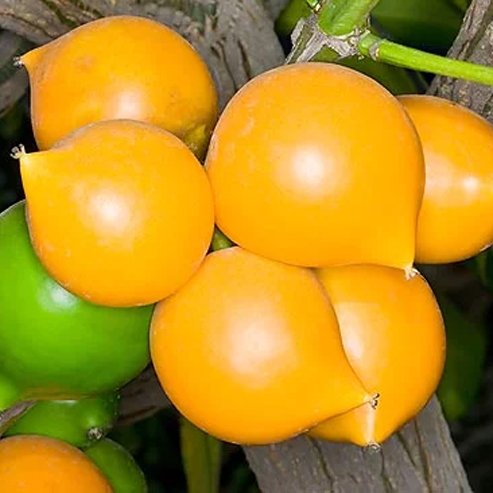 Yellow Mangosteen advanced - Ladybird Nursery