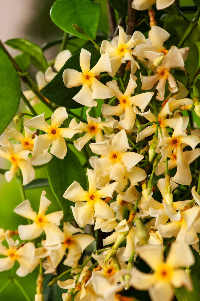 Star Jasmine Yellow (Trachelospermum jasminoides)