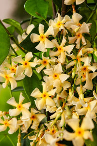 Star Jasmine Yellow (Trachelospermum jasminoides)