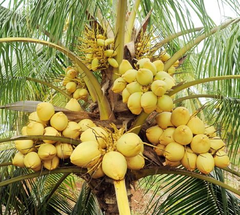 Malay Dwarf Yellow Coconut Tree - Ladybird Nursery