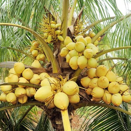 Malay Dwarf Yellow Coconut Tree - Ladybird Nursery