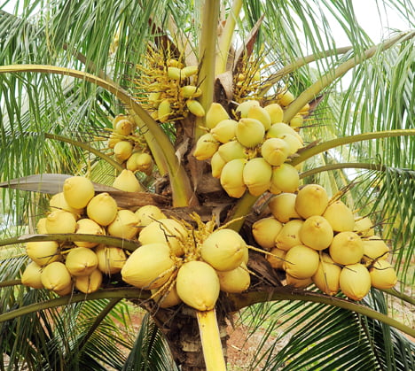 Malay Dwarf Yellow Coconut Tree