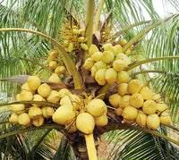 Malay Dwarf Yellow Coconut Tree