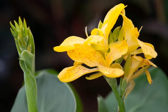 Canna Tropical Yellow (Canna)