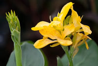 Canna Tropical Yellow (Canna)