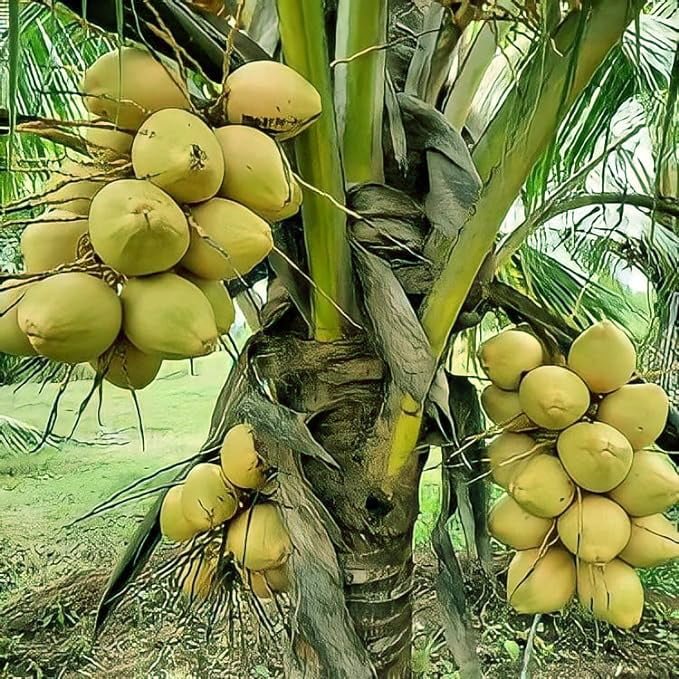 Malay Dwarf Yellow Coconut Tree - Ladybird Nursery