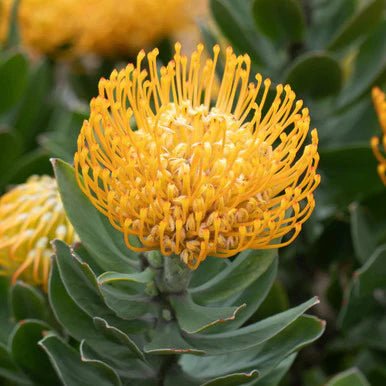 Leucospermum 'Carnival Yellow' - Ladybird Nursery