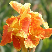 Canna King Humbert (Canna) - Ladybird Nursery