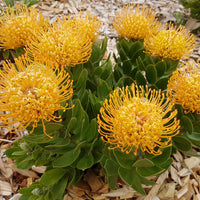 Leucospermum 'Carnival Yellow' - Ladybird Nursery