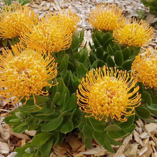 Leucospermum 'Carnival Yellow' - Ladybird Nursery