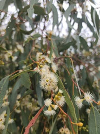 Yellow Box Tree (Eucalyptus melliodora)