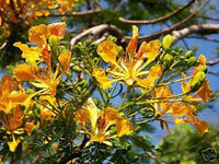 Poinciana Tree 'Yellow' (Delonix regia var. flavida) - Ladybird Nursery