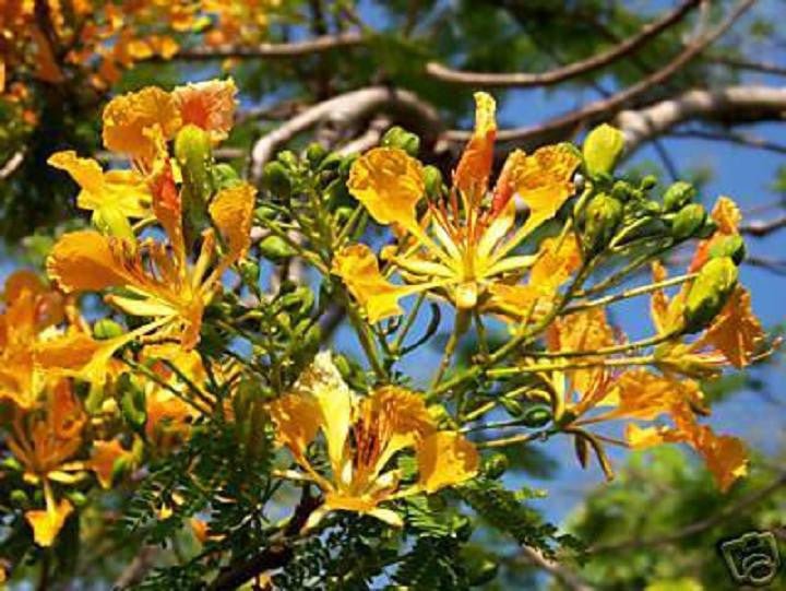Poinciana Tree 'Yellow' (Delonix regia var. flavida) - Ladybird Nursery
