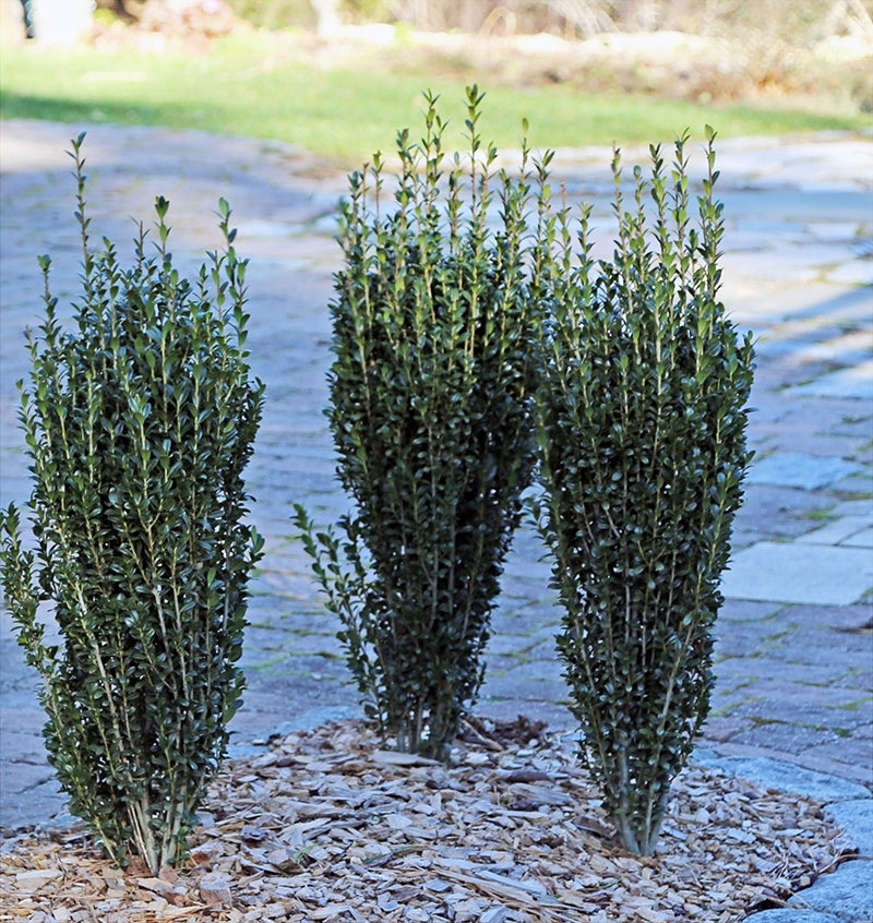 Sky Pencil Holly (Ilex crenata)