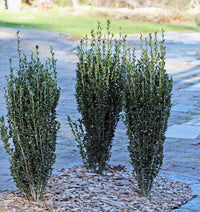 Sky Pencil Holly fastigiata (Ilex crenata)