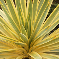 Spanish Dagger Bright Edge (Yucca gloriosa) - Ladybird Nursery