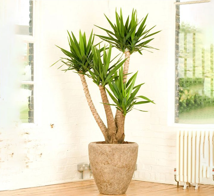 Spineless Yucca Variegata (Yucca Elephantipes)