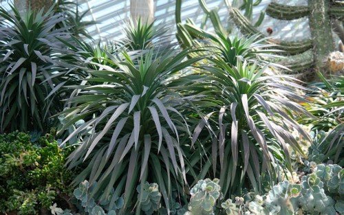 Yucca (Yucca desmetiana) - Ladybird Nursery