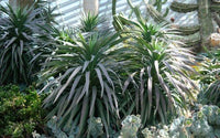 Yucca (Yucca desmetiana) - Ladybird Nursery