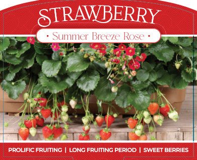 Strawberry 'Summer Breeze Rose' - Ladybird Nursery