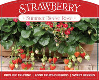 Strawberry 'Summer Breeze Rose' - Ladybird Nursery