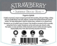 Strawberry 'Summer Breeze Rose' - Ladybird Nursery