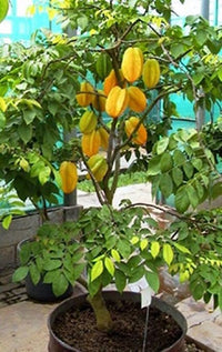 Carambola (Star Fruit) Tree
