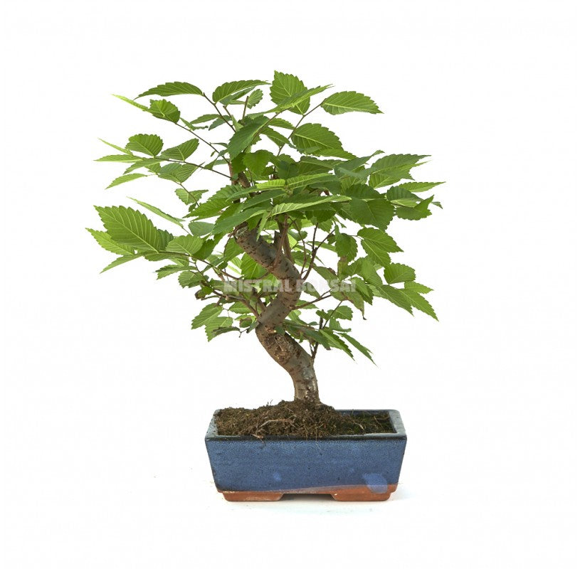Japanese Elm Bonsai Starter (Zelkova serrata)