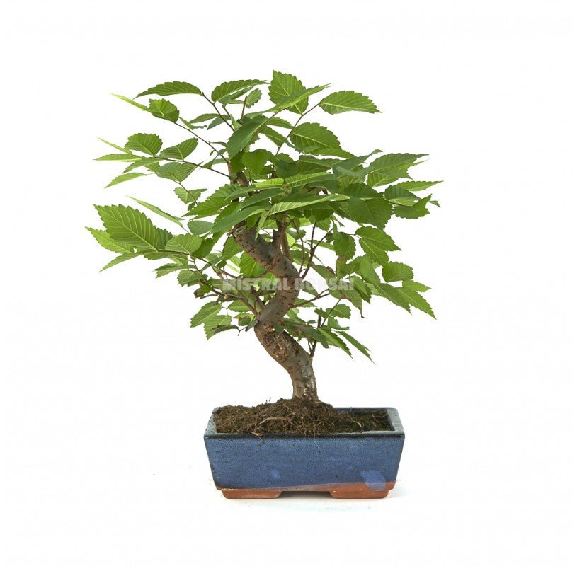 Japanese Elm Bonsai Starter (Zelkova serrata) - Ladybird Nursery