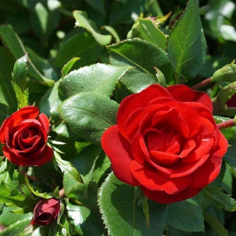 Rose Meibenbino (Zepeti® var.) - Ladybird Nursery