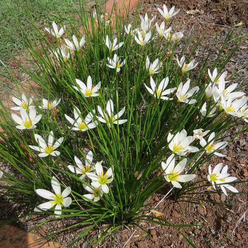 Rain Lily (Zephyranthes candida)