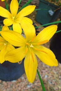 Rain Lily (Zephyranthes flavissima) - Ladybird Nursery